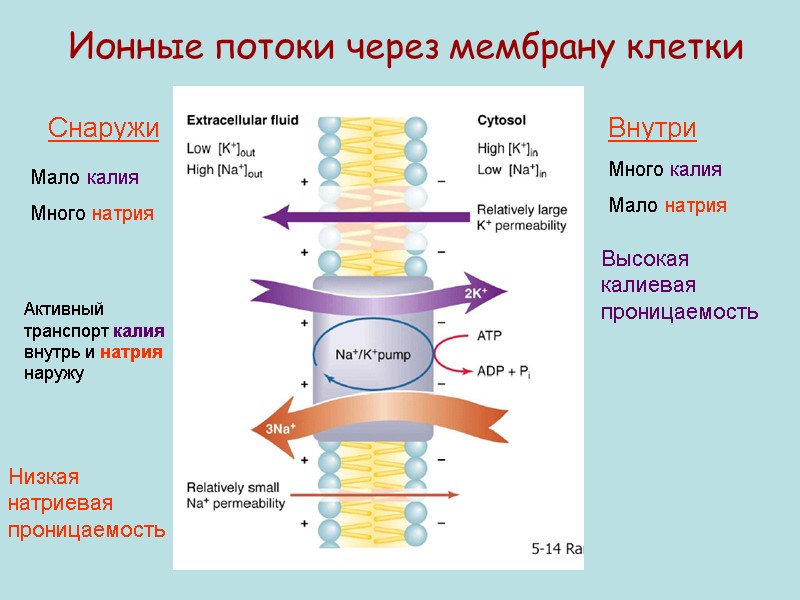 Ионные потоки через мембрану клетки Снаружи Внутри Мало калия Много натрия Много калия Мало